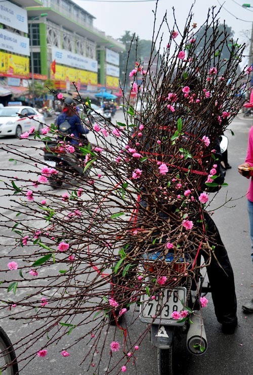 Ngày phiên, chợ Bưởi họp từ sáng sớm đến gần trưa. Hoa đào, hoa mai luôn là những cây tết được ưa chuộng trong ngày tết